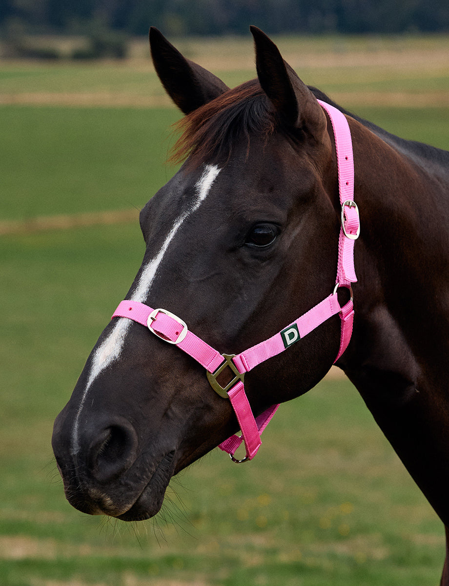 Dublin Everyday Headcollar