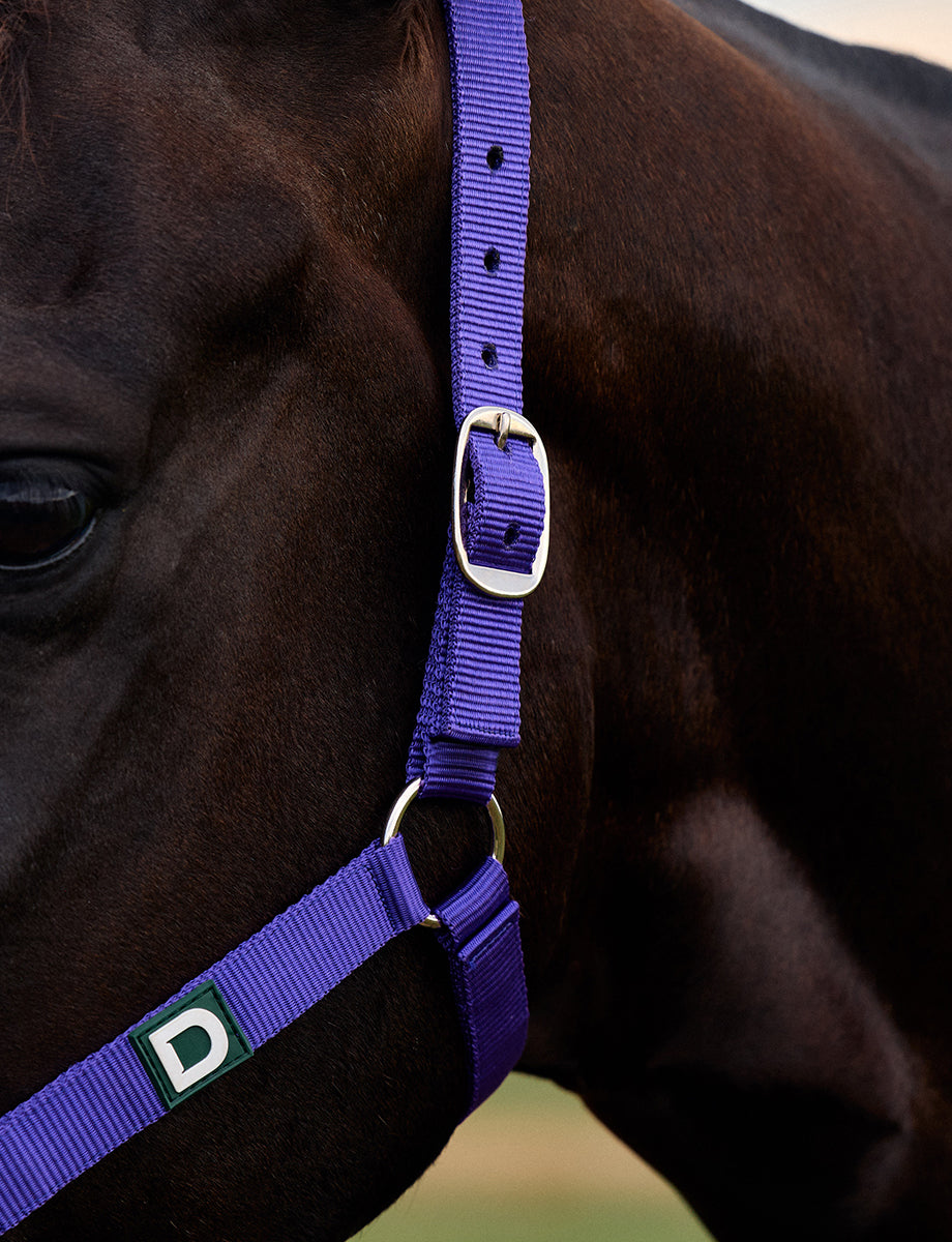 Dublin Everyday Headcollar