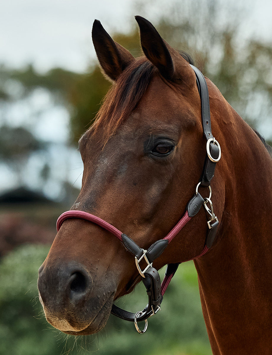 Dublin Leather Rope Headcollar