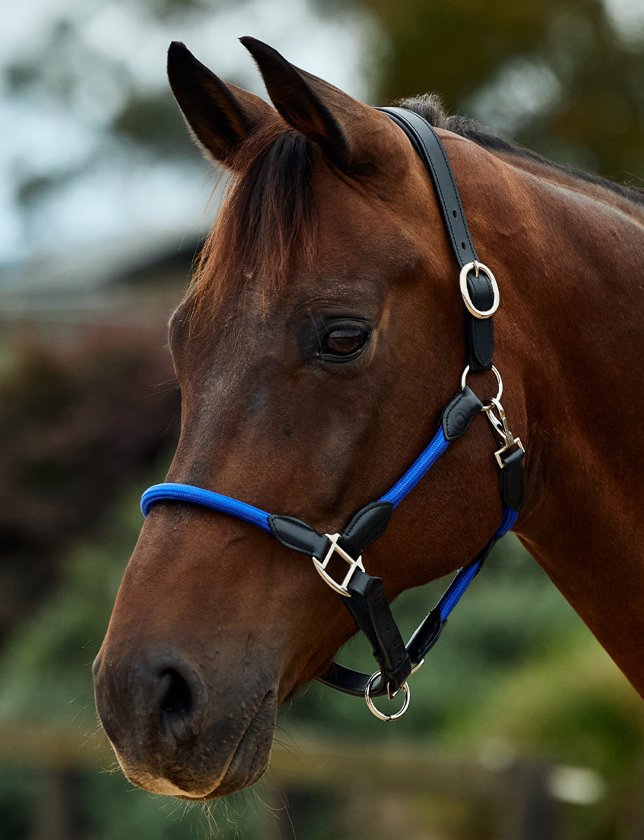 Dublin Leather Rope Headcollar