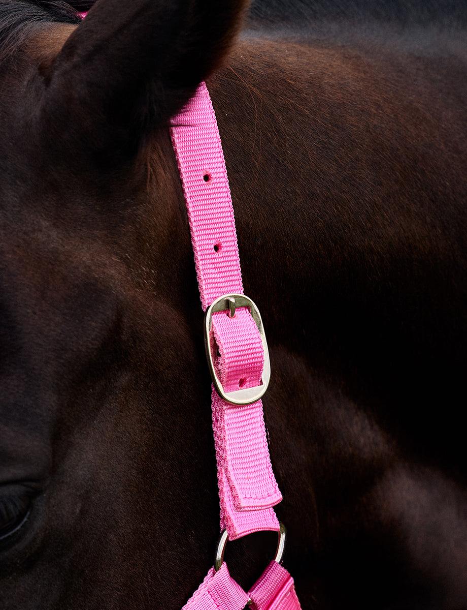 Dublin Everyday Headcollar