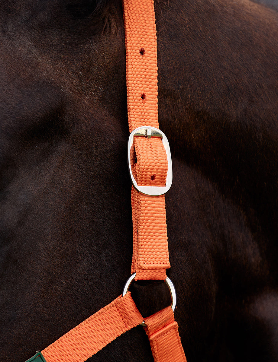 Dublin Everyday Headcollar