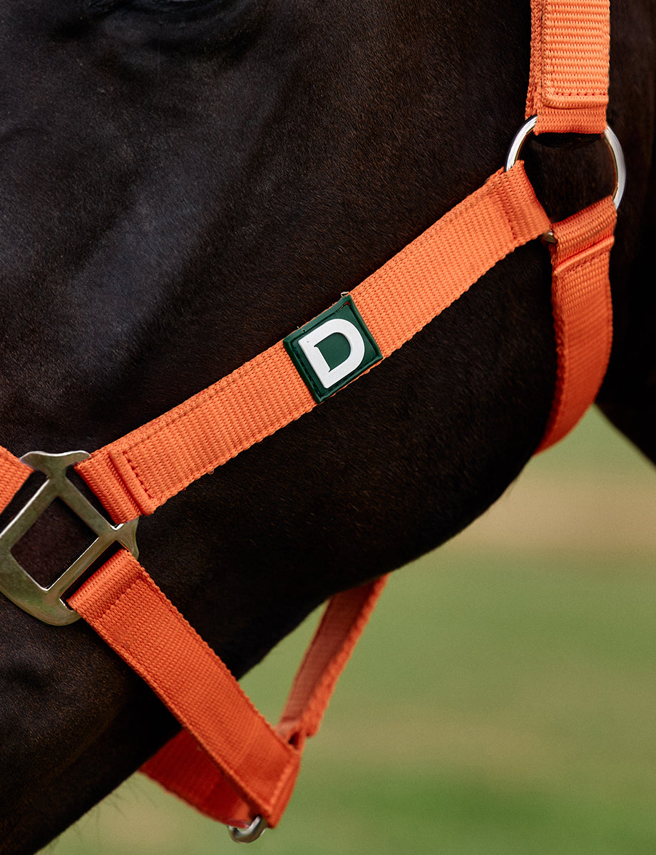 Dublin Everyday Headcollar