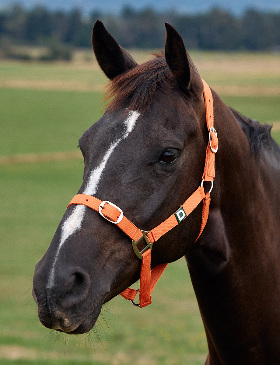 Dublin Everyday Headcollar