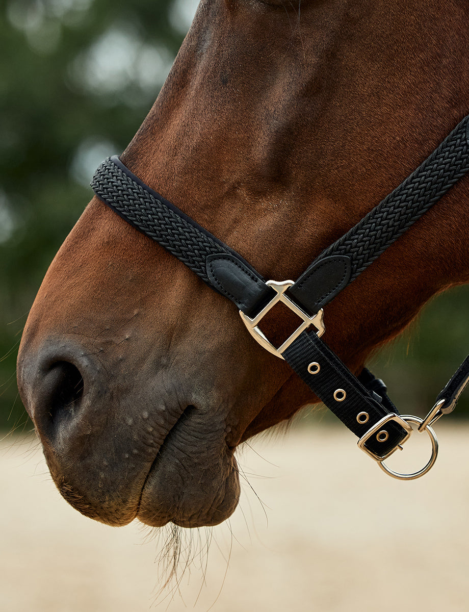 Dublin Braided Leather Headcollar