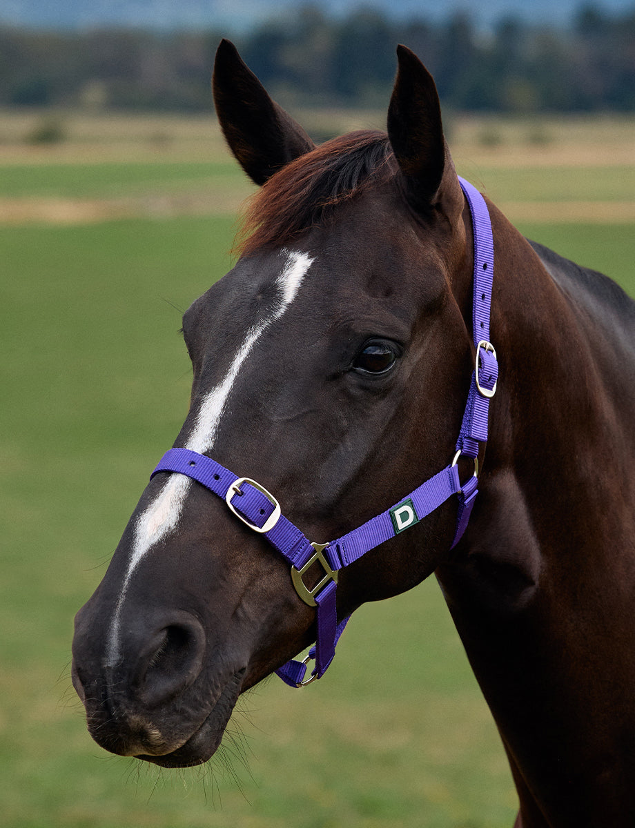 Dublin Everyday Headcollar