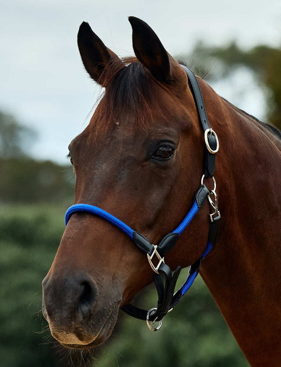Dublin Leather Rope Headcollar