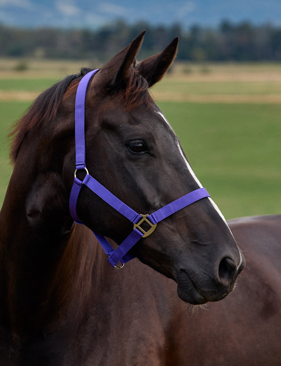 Dublin Everyday Headcollar
