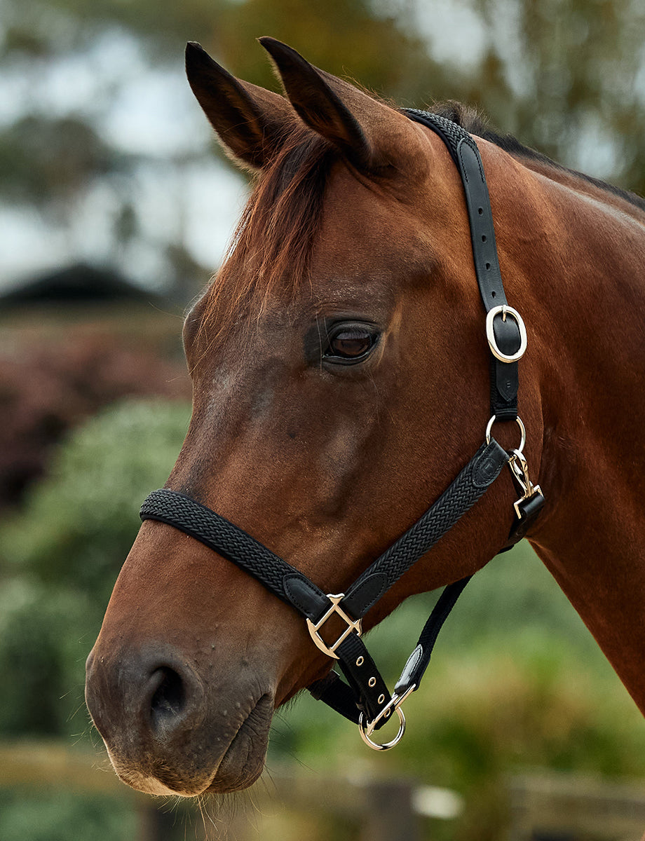 Dublin Braided Leather Headcollar