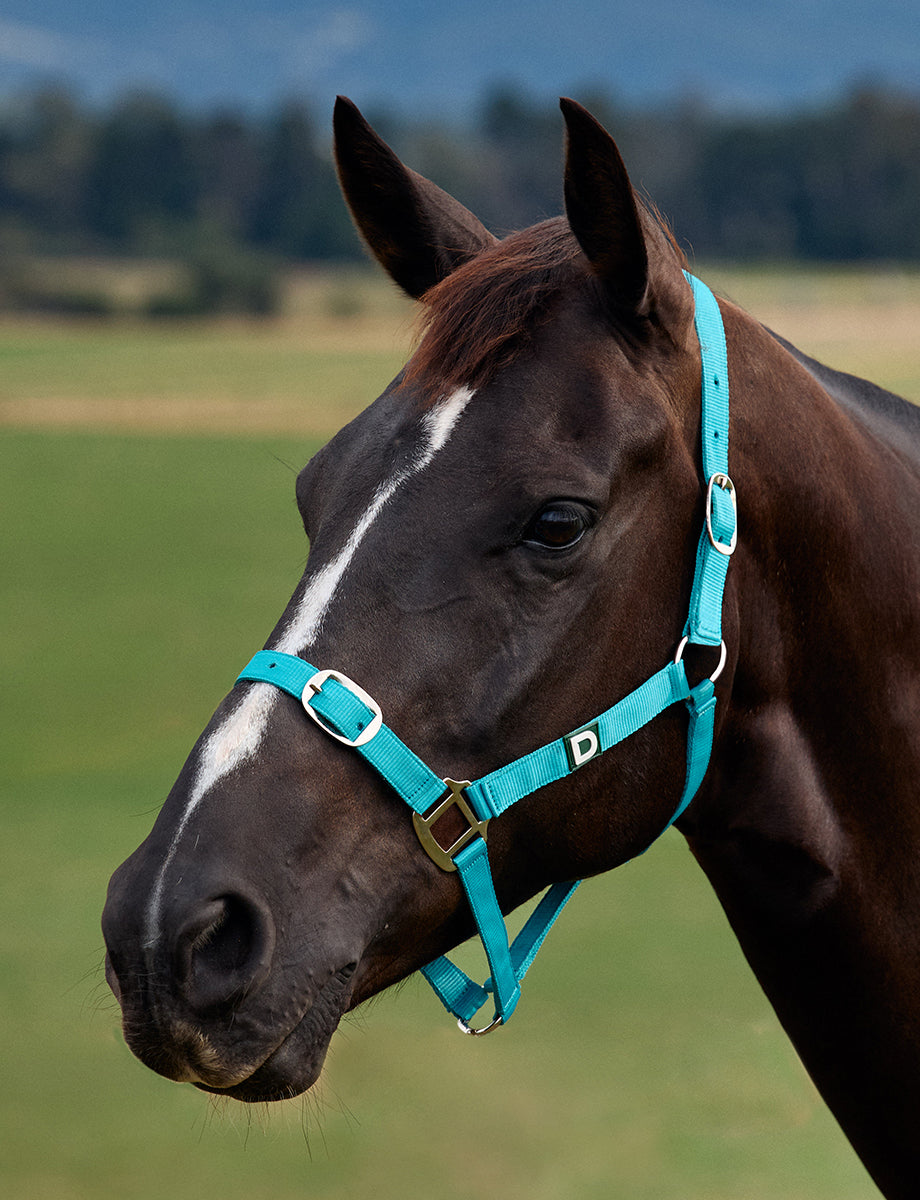 Dublin Everyday Headcollar