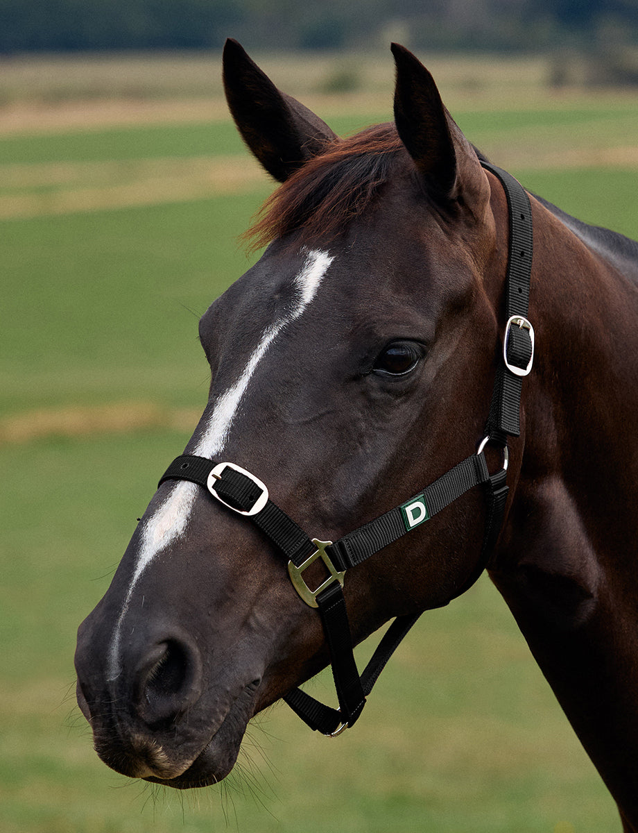 Dublin Everyday Headcollar