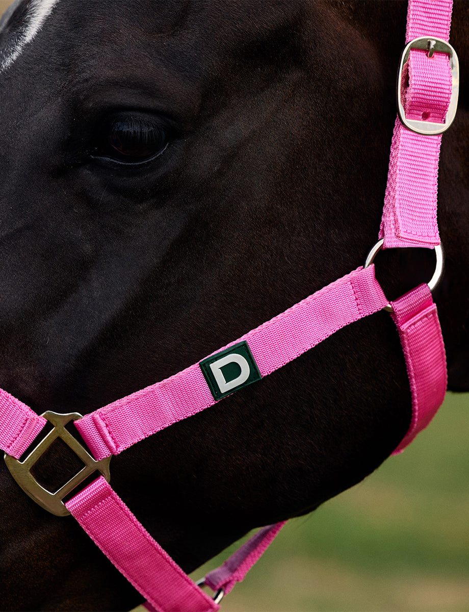 Dublin Everyday Headcollar