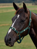 Dublin Everyday Headcollar